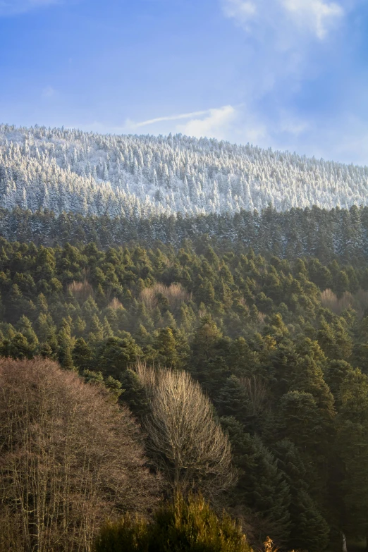 a snowy, hill - side with trees on it