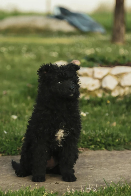 a small black furry dog sitting in the grass