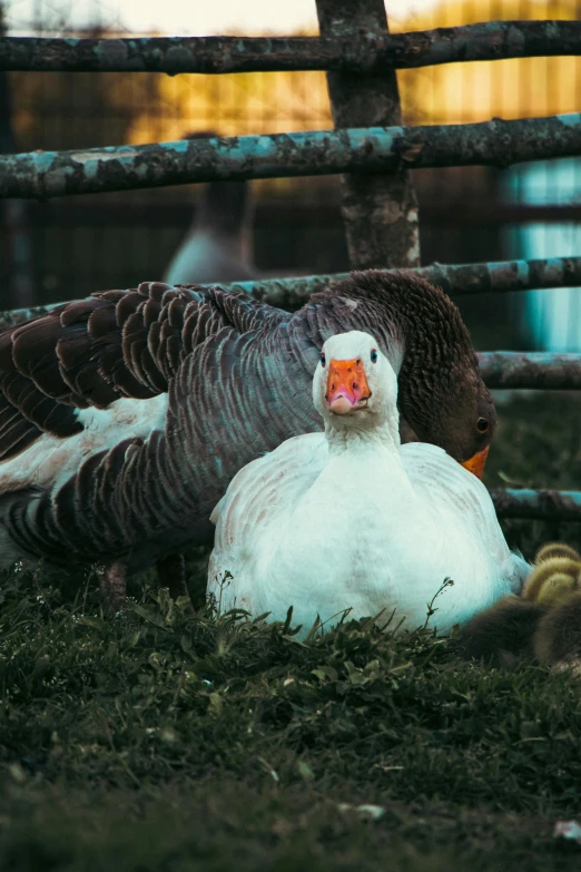 two ducks resting together beside a wire fence