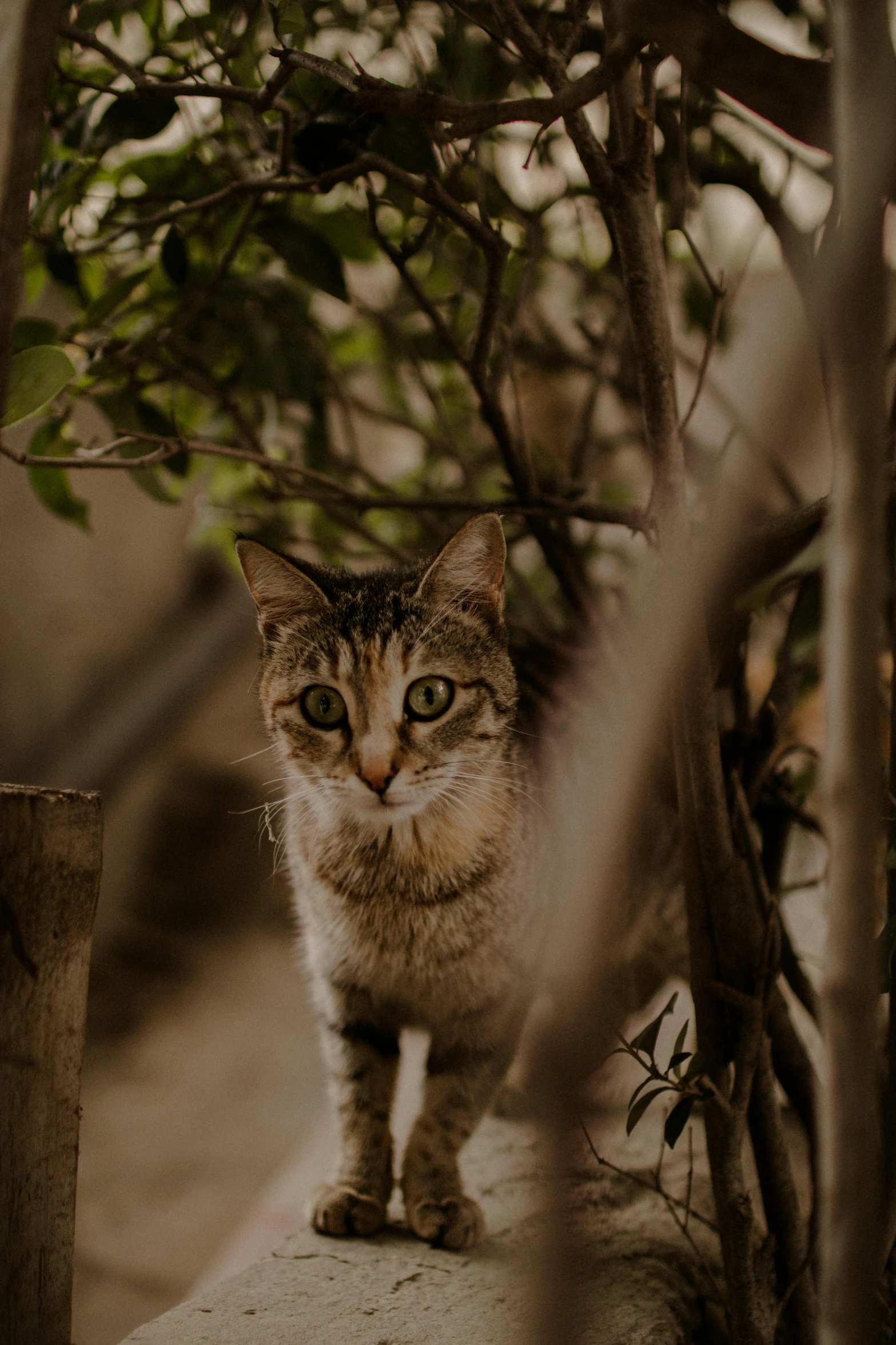 a small cat sitting by itself on some concrete