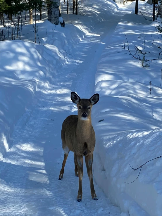 a deer in the snow with trees in the background