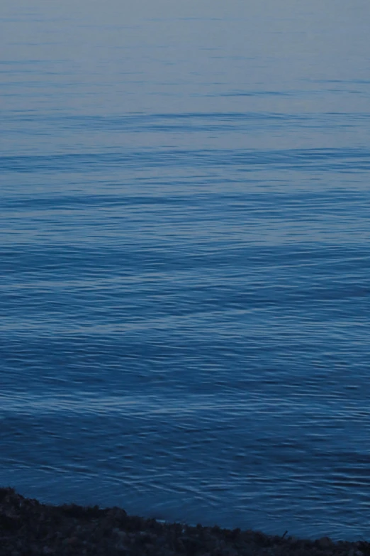 the lone black bird stands on the edge of the ocean looking at the sea