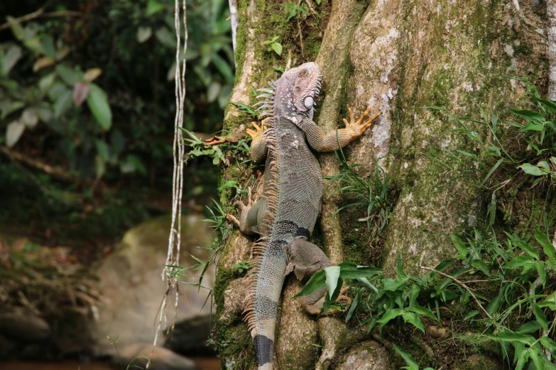 an iguana climbing up the side of a tree in a forest