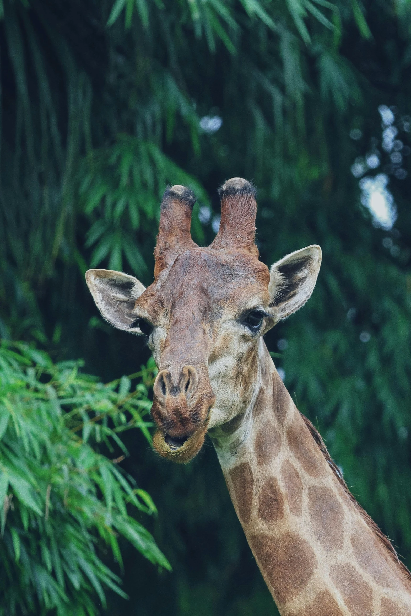 a close up s of a giraffe with a tree in the background