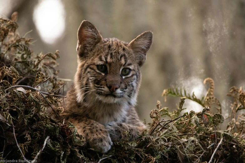 a close up of a small baby lynx on a forest ground