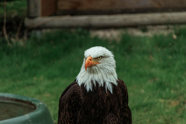 an eagle with a full head view is standing next to a green pot