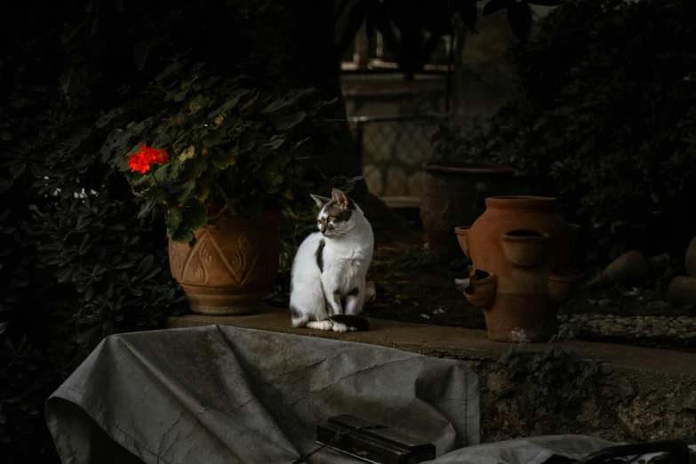 a white and grey cat sitting in front of several potted plants