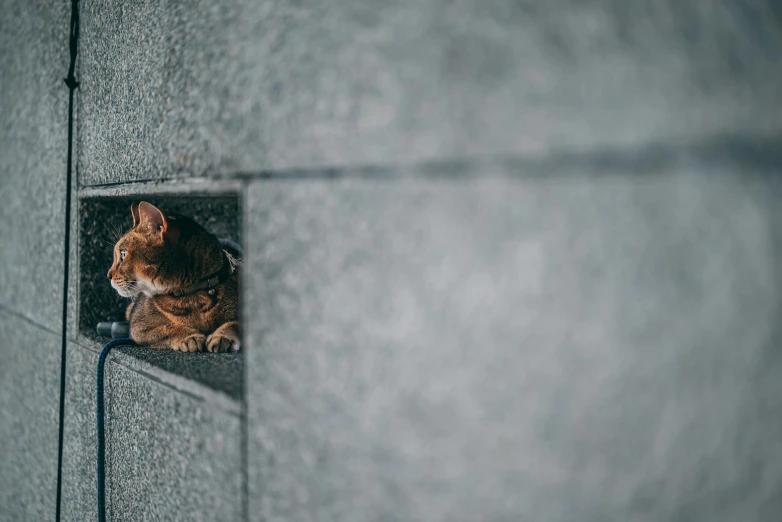 a cat sitting inside a  in the wall