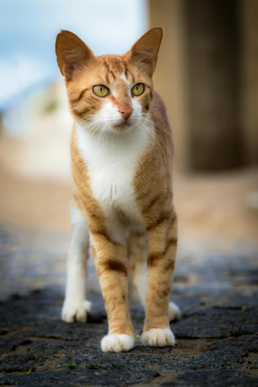 an orange and white cat walking on asphalt