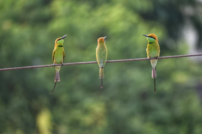 three different colored birds perched on wire by trees