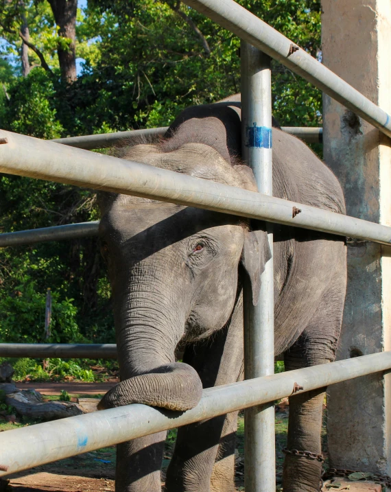 an elephant in an enclosure walking up to the rail