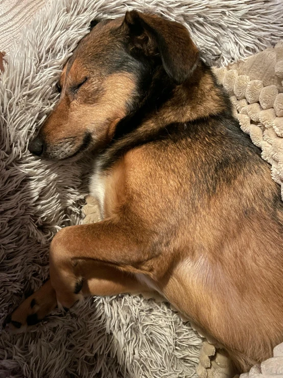 the large dog is curled up on a rug