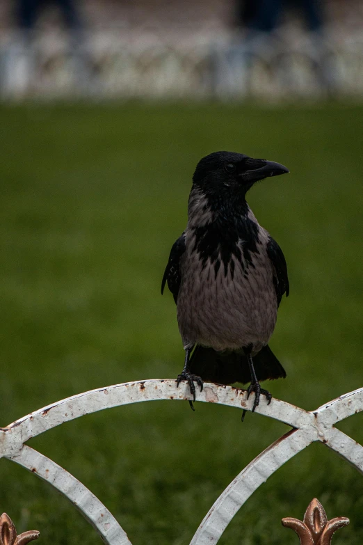 the black bird sits on top of a white rail