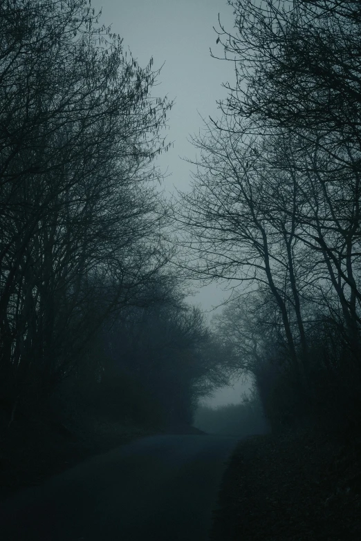 a black and white image of some dark trees