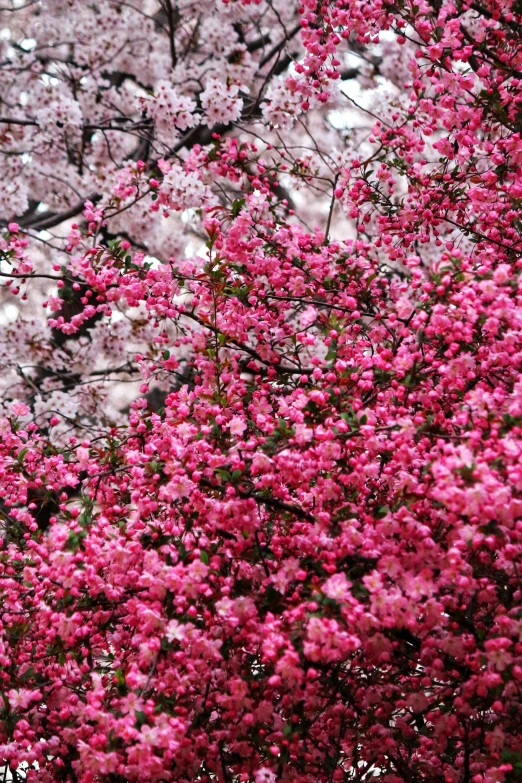 a bench in front of a large pink tree