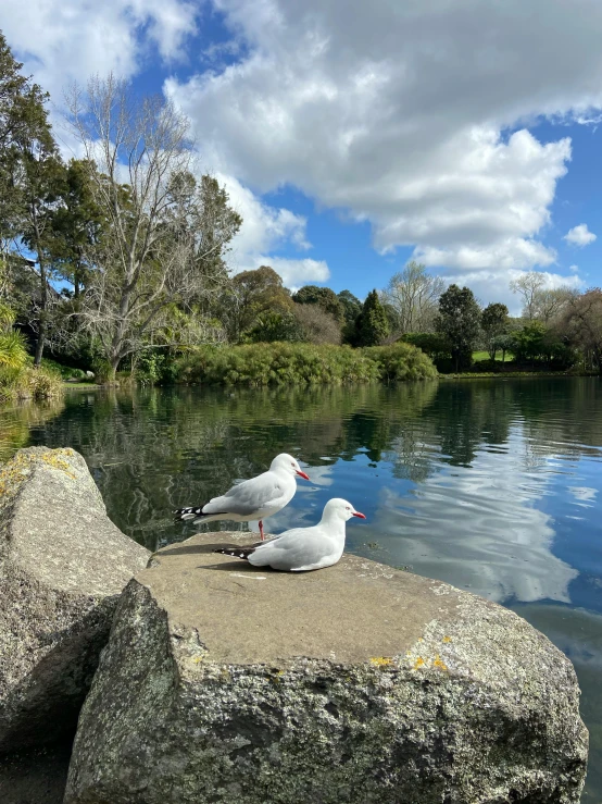 two seagulls sitting on rocks near the water