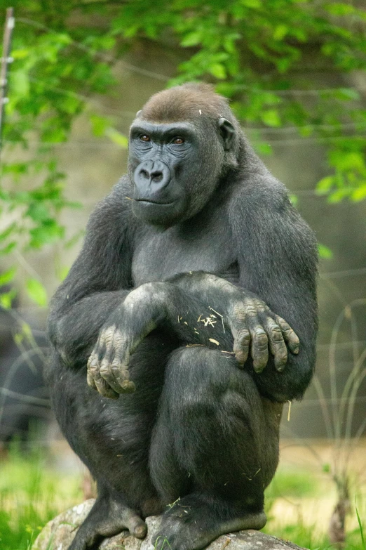 a gorilla sitting on top of a rock