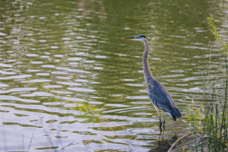 a bird is standing on a nch in the water