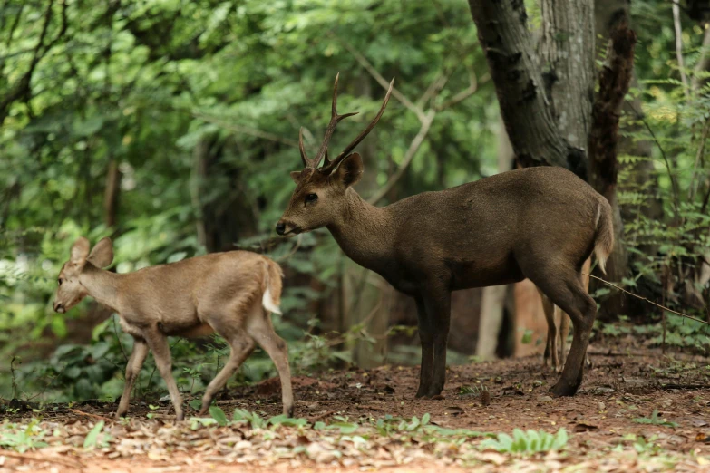 two deer with horns are in the woods