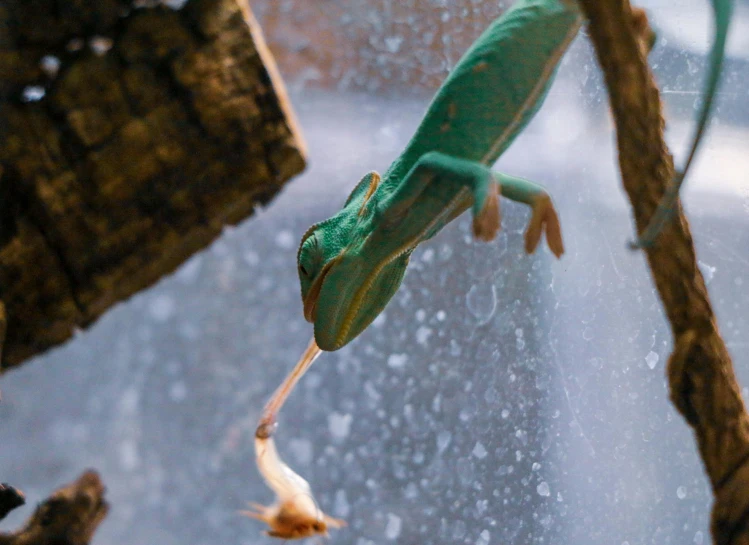 a lizard with an insect on its tongue hanging from a stick