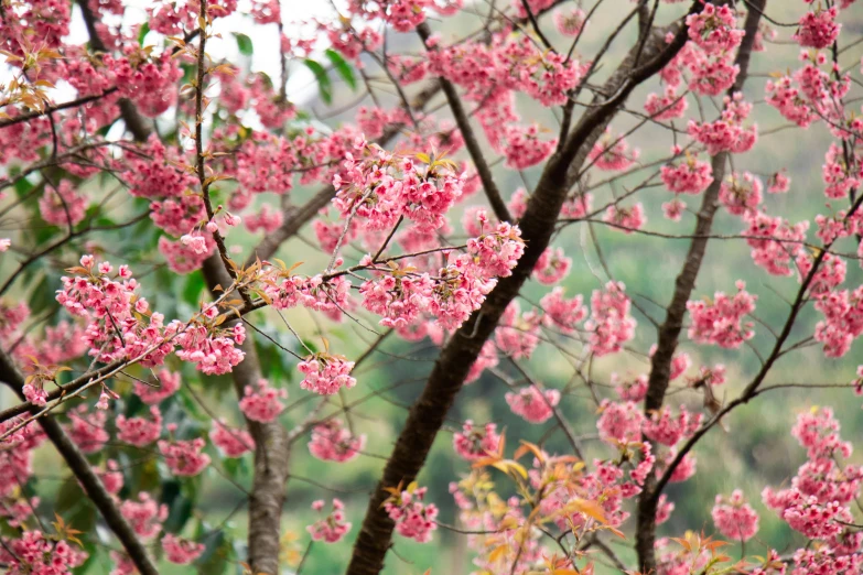 a large group of pink flowers on a tree