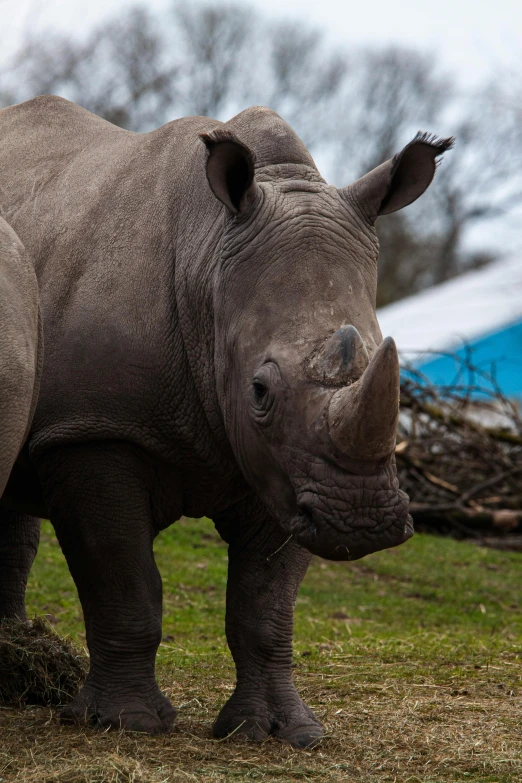 a rhino standing in a field with green grass