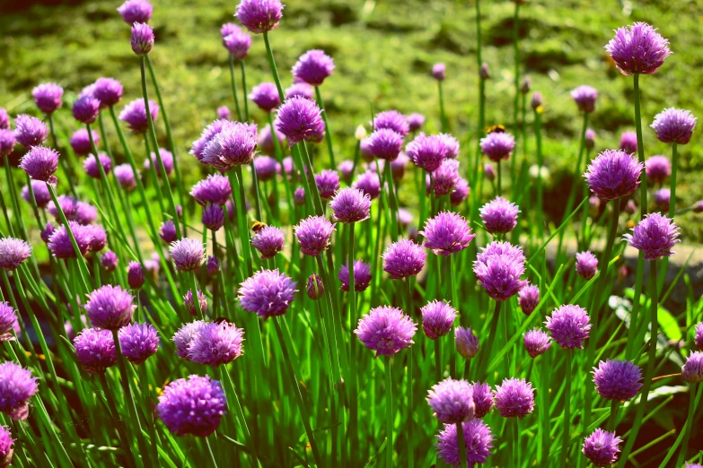 a field full of purple flowers in a grassy area