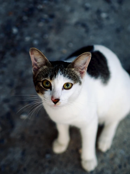 a close up of a cat on a surface