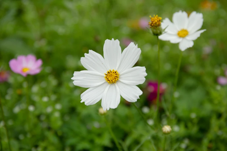 a field full of white flowers and flowers growing around