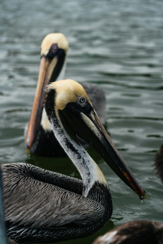 two large birds on water with brown beaks