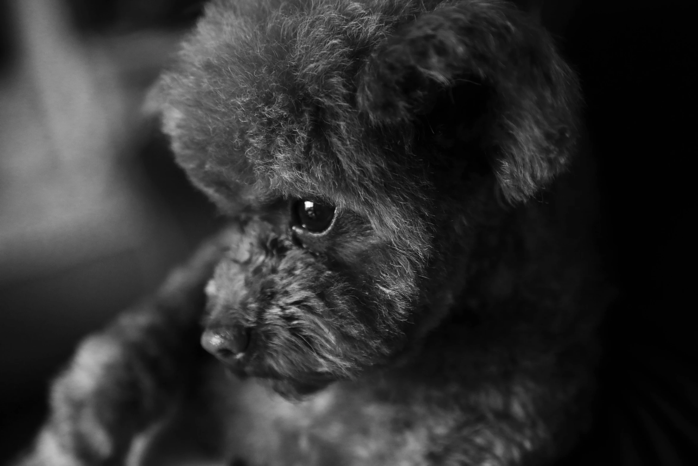 a poodle dog looking around the corner with his paws on a persons hand