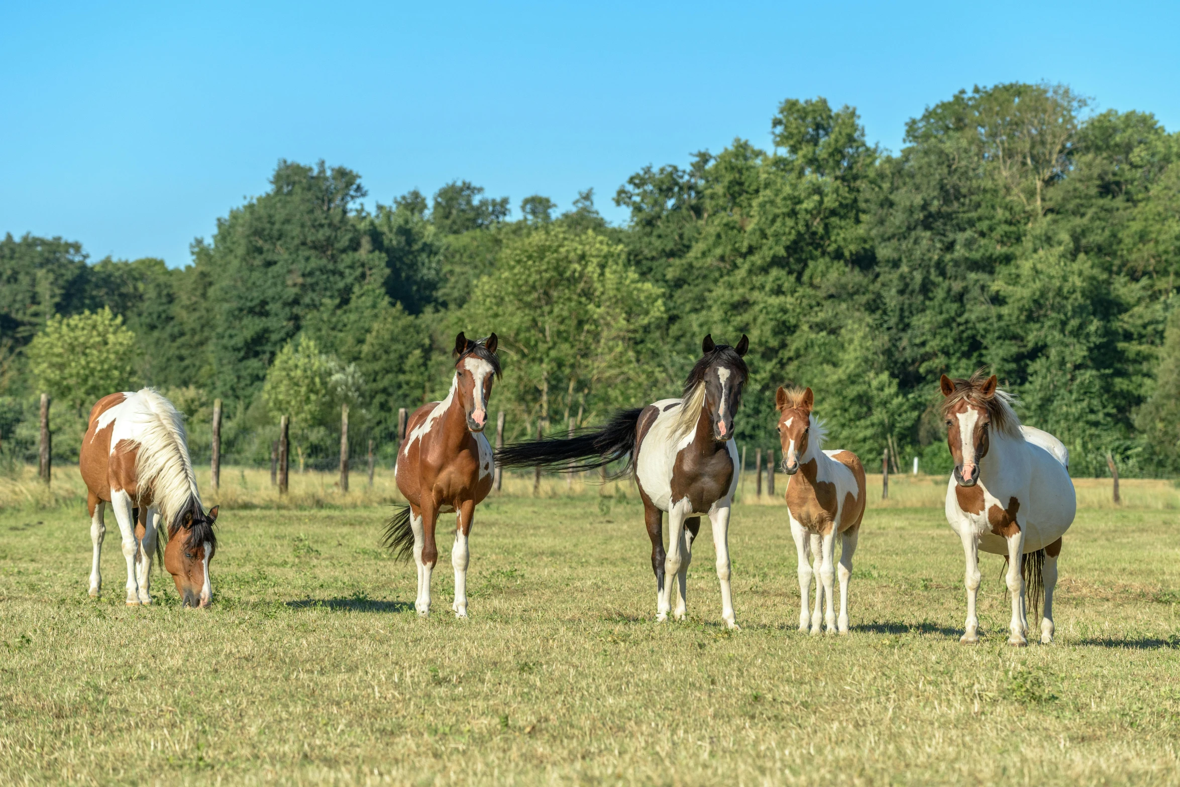 a group of horses are standing around in the grass