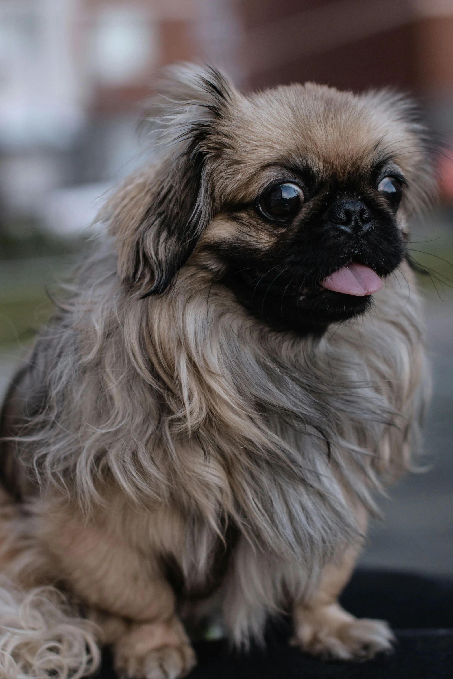 a small dog with his tongue sticking out sitting on a bench