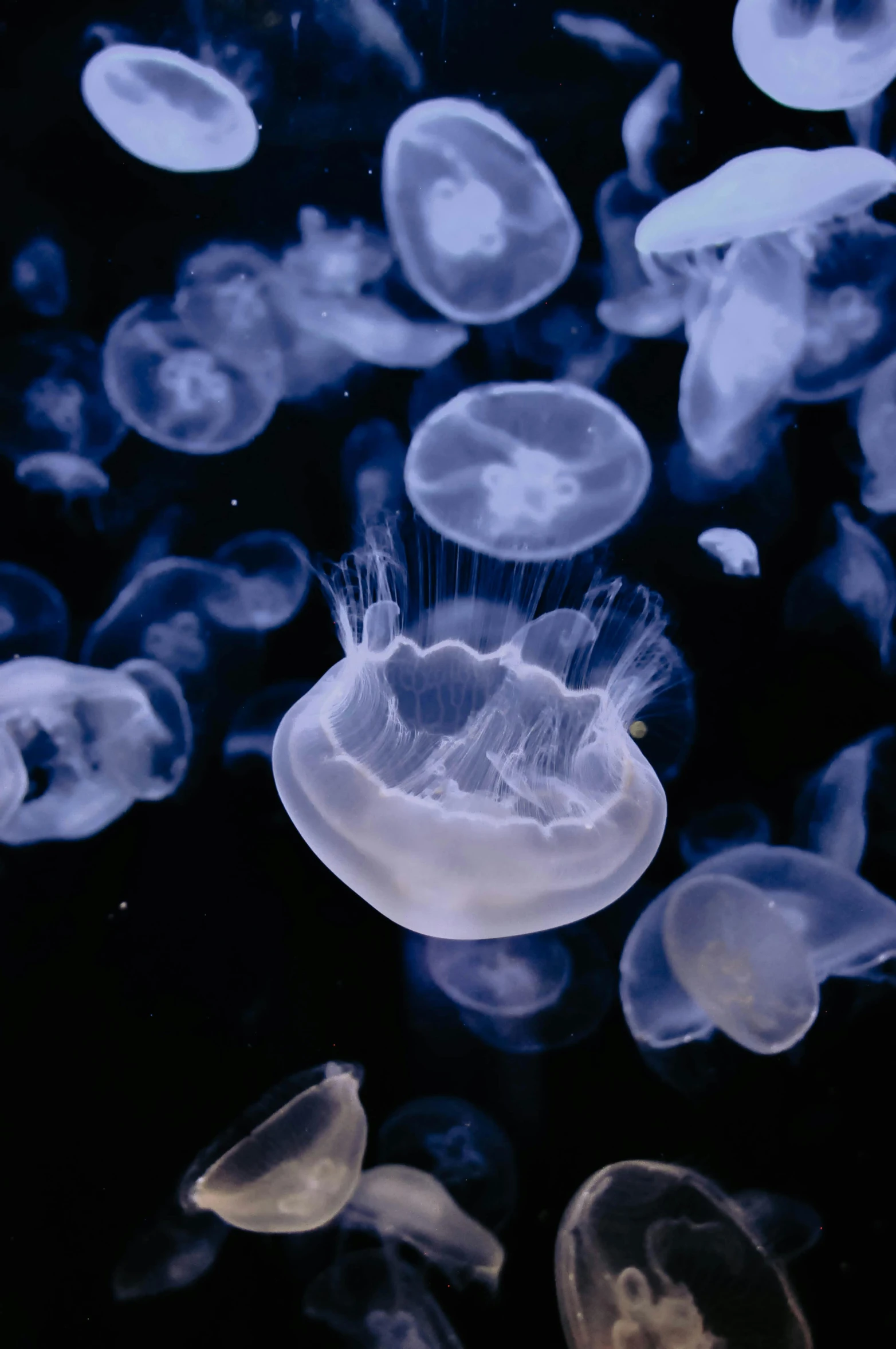 jellyfish are swimming around in the water