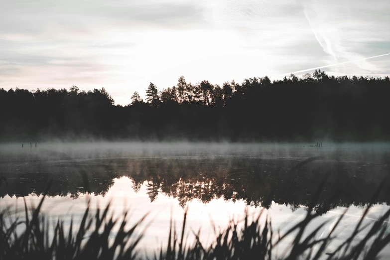 misty scene of a lake with pine trees and fog in the background