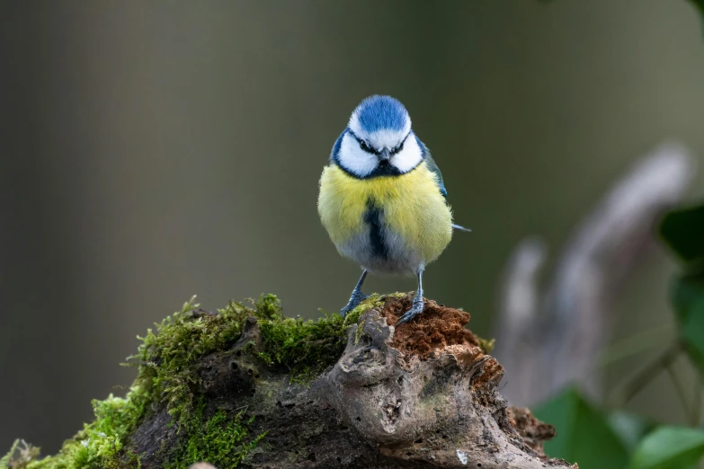 a small bird is perched on a stump