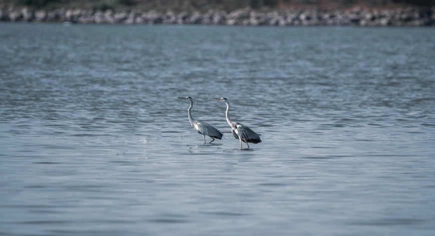 a couple of birds are in the water