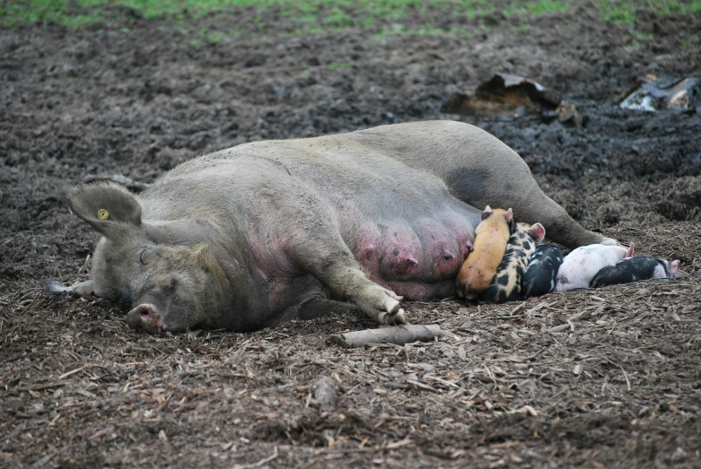 a stuffed pig laying on top of a muddy ground