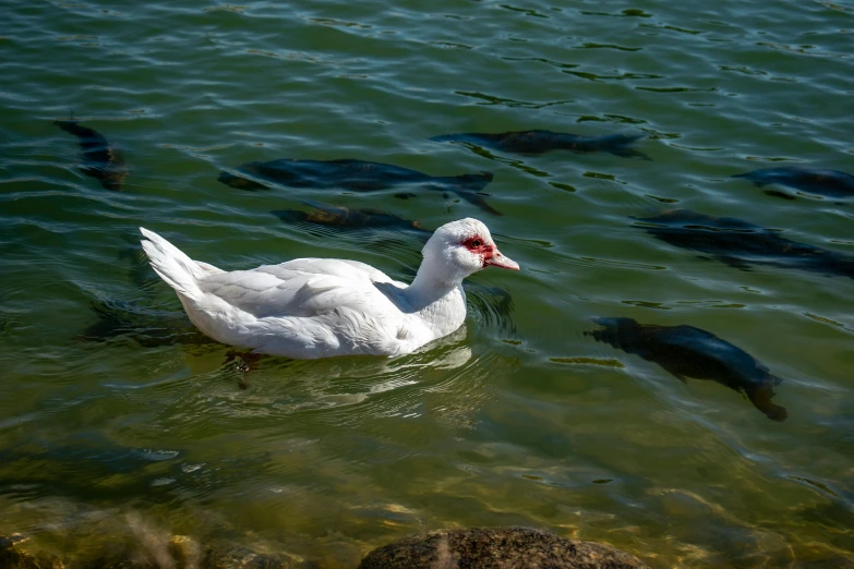 there are several fish swimming in the water together