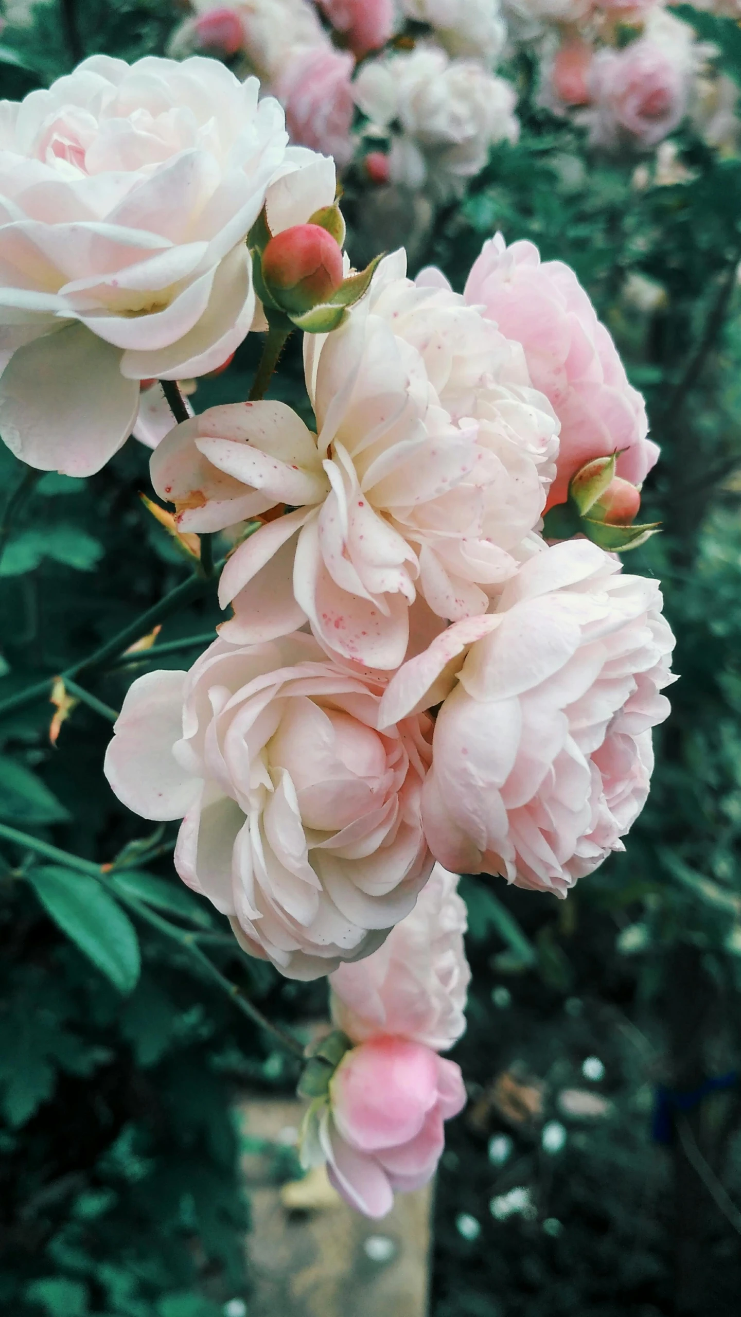 pink flowers sitting on top of a table