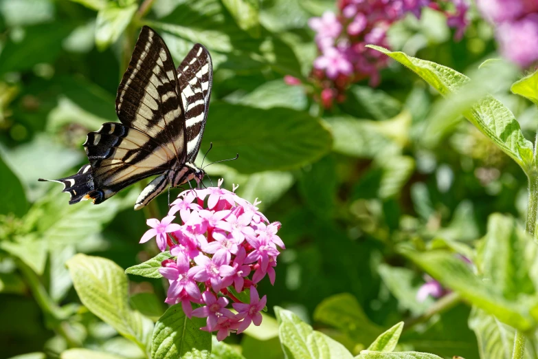 a large erfly is perched on a pink flower