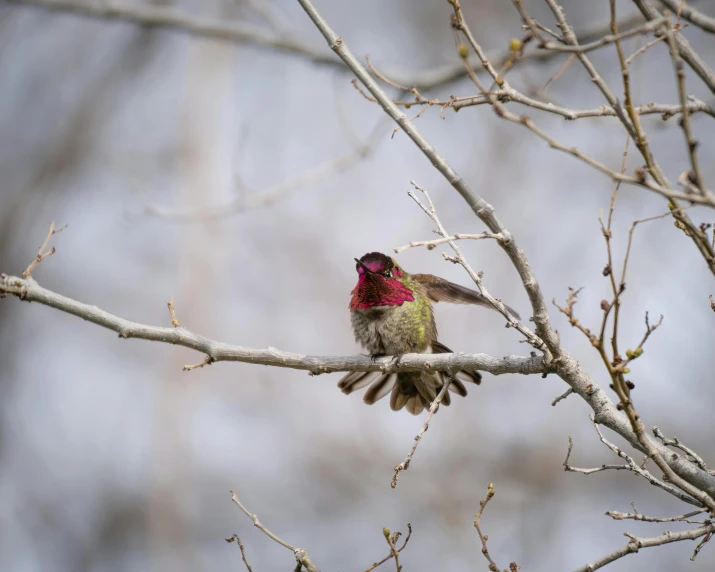 a small bird perched on a nch looking back