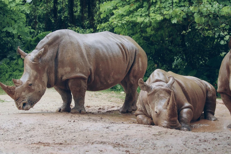 rhinos, rhinoceros, and rhinos rest in their natural environment