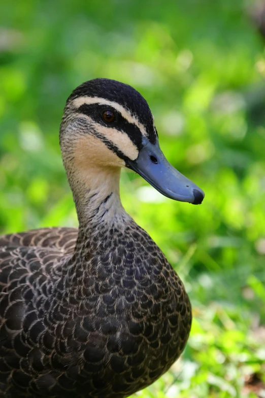 a duck with striped head and neck walking through the grass