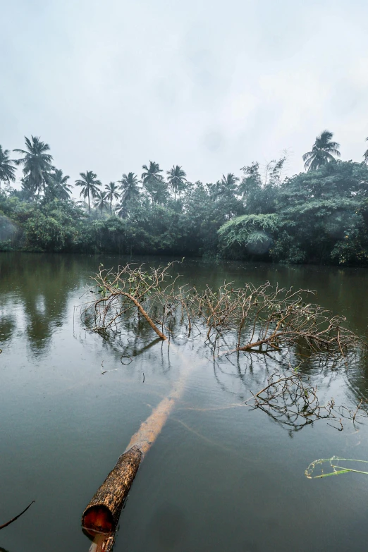 a large tree nch in a large body of water