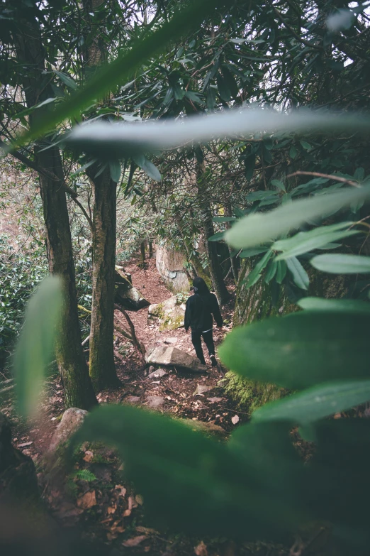 a trail goes through some trees near a wooded area