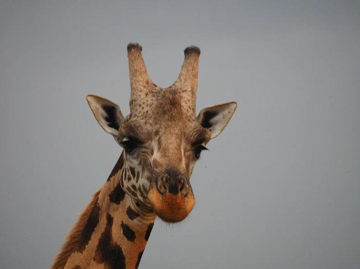 the head and neck of a giraffe against a gray sky