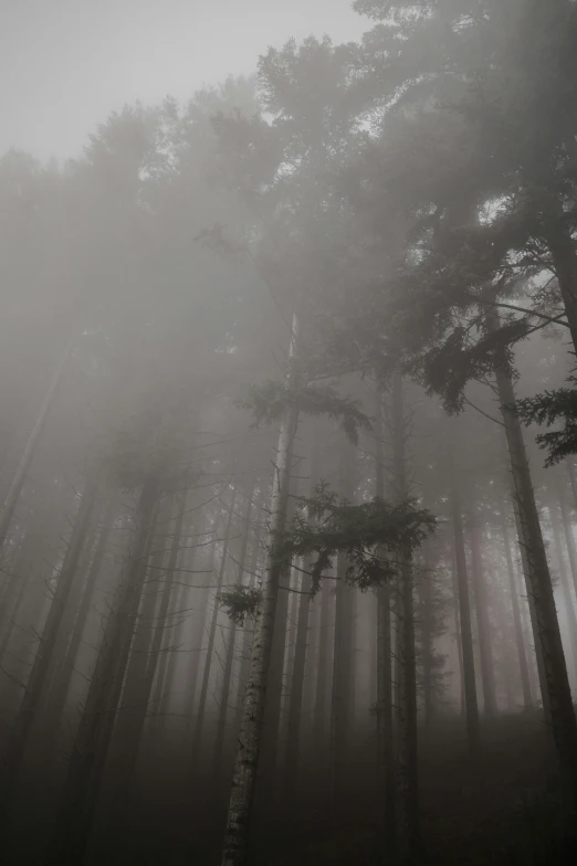 fog covering trees and nches in the woods