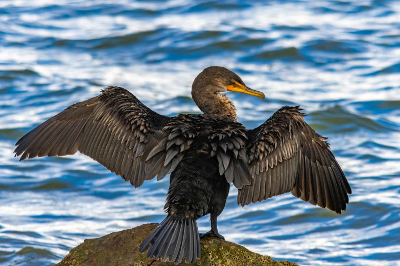 a bird is standing on some rocks near the ocean