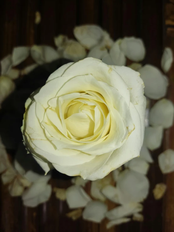 a large white flower sitting on top of snow crystals